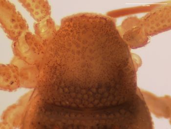 Media type: image;   Invertebrate Zoology 143922 Description: preserved specimen;